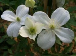 Clematis 'Miss Christine' -plant store pl2000005510 card3 lg