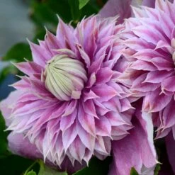 Clematis Josephine ('Evijohill') (PBR)