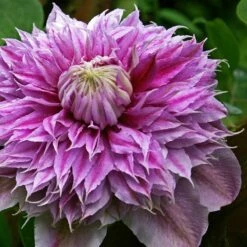 Clematis Josephine ('Evijohill') (PBR) -plant store pl2000005511 card3 lg
