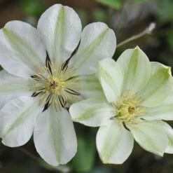 Featured Products 1 Clematis 'Guernsey Cream'