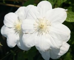 Featured Products -plant store pl2000005535 card3 lg