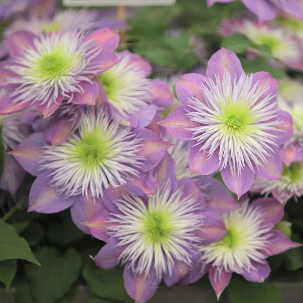 Clematis Crystal Fountain ('Evipo038') (PBR) 4 Clematis Crystal Fountain ('Evipo038') (PBR) - Image 2