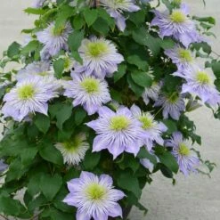Clematis Crystal Fountain ('Evipo038') (PBR) 7 Clematis Crystal Fountain ('Evipo038') (PBR) -plant store pl2000005864 card3 lg