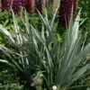 Astelia 'Silver Shadow' (PBR) 2 Astelia 'Silver Shadow' (PBR) -plant store pl2000005905