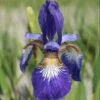 Iris 'Flight Of Butterflies' -plant store pl2000005932