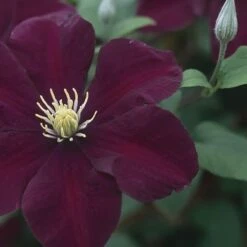 Clematis 'Warszawska Nike' -plant store pl2000006222 card3 lg