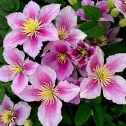 Clematis 'Piilu'