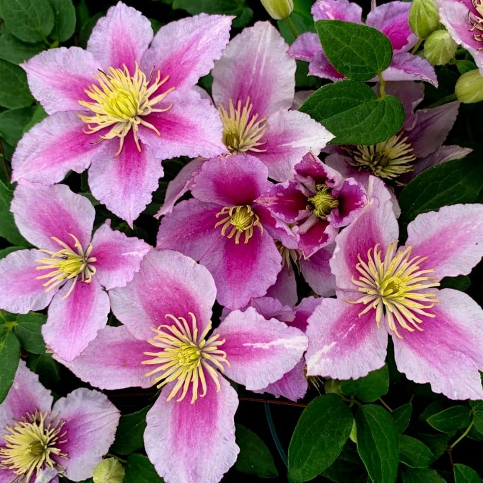 Clematis 'Piilu' 3 Clematis 'Piilu'