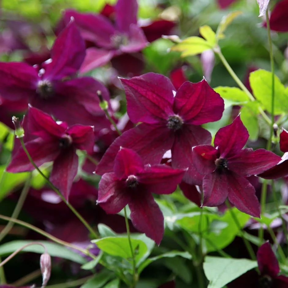 Clematis 'Black Prince' 3 Clematis 'Black Prince'