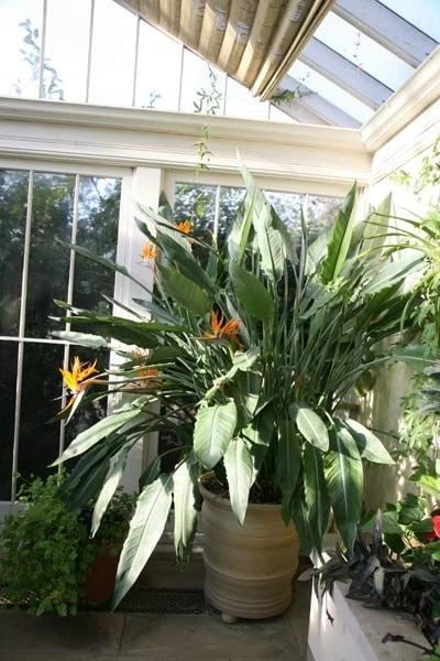 Strelitzia Reginae 4 Strelitzia Reginae - Image 2