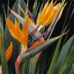 Strelitzia Reginae 7 Strelitzia Reginae -plant store pl2000006625 card3 lg