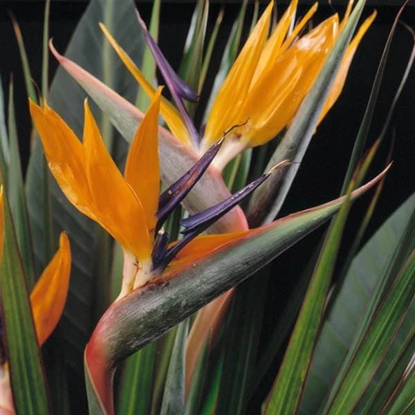 Strelitzia Reginae 5 Strelitzia Reginae - Image 3