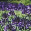 Agapanthus 'Black Pantha' (PBR) 1 Agapanthus 'Black Pantha' (PBR) -plant store pl2000007235