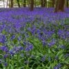 Hyacinthoides Non-scripta 1 Hyacinthoides Non-scripta -plant store pl2000007659