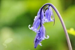 Hyacinthoides Non-scripta -plant store pl2000007659 card3 lg