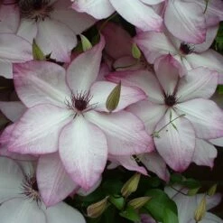Clematis 'Fond Memories'