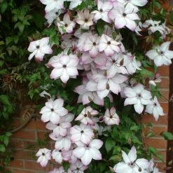 Clematis 'Fond Memories' 7 Clematis 'Fond Memories' -plant store pl2000007859 card3 lg