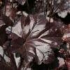 Heuchera 'Obsidian' (PBR) 2 Heuchera 'Obsidian' (PBR) -plant store pl2000008304
