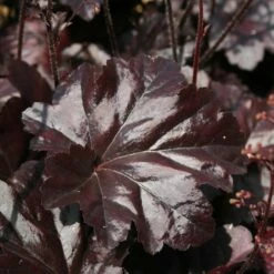 Heuchera 'Obsidian' (PBR)