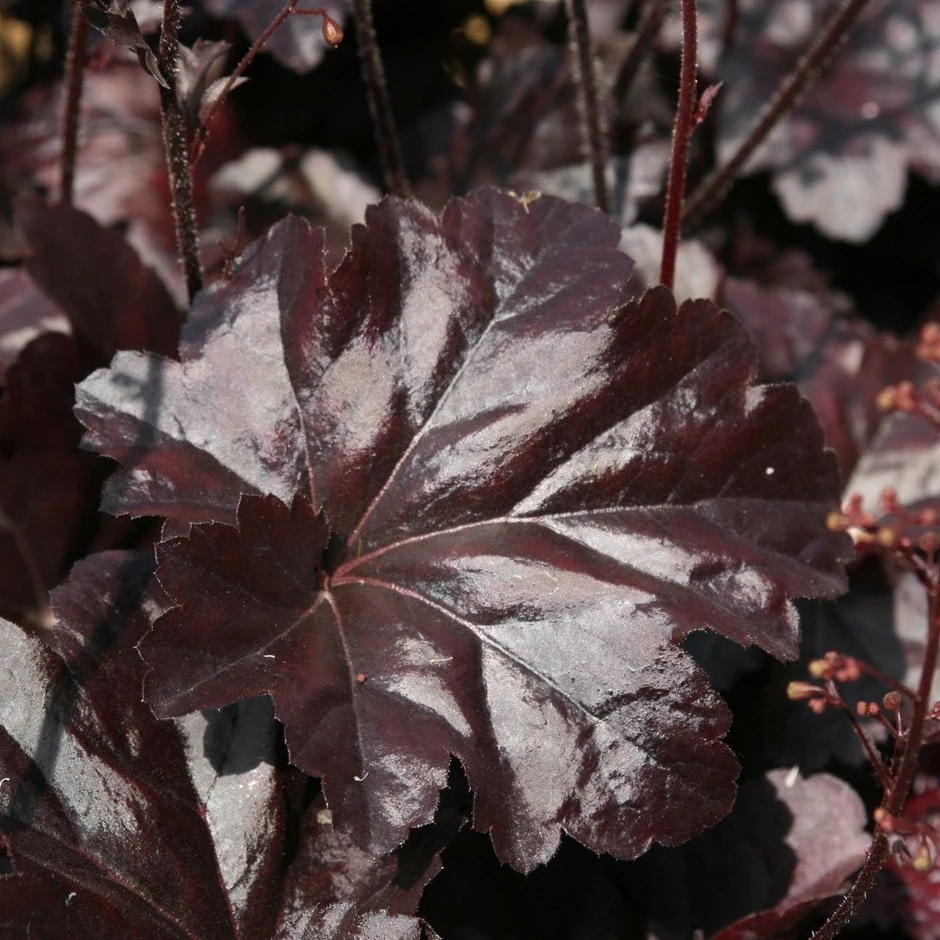 Heuchera 'Obsidian' (PBR) 3 Heuchera 'Obsidian' (PBR)