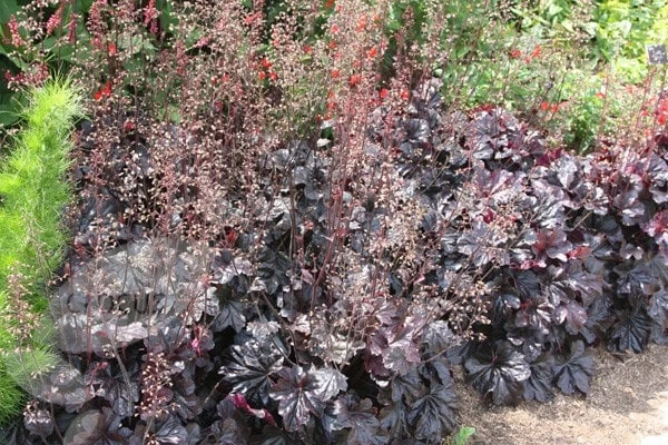 Heuchera 'Obsidian' (PBR) 4 Heuchera 'Obsidian' (PBR) - Image 2