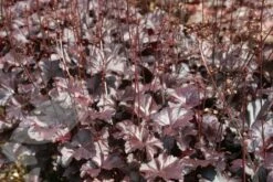 Heuchera 'Obsidian' (PBR) 8 Heuchera 'Obsidian' (PBR) -plant store pl2000008304 card3 lg