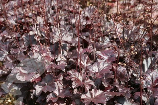 Heuchera 'Obsidian' (PBR) 5 Heuchera 'Obsidian' (PBR) - Image 3