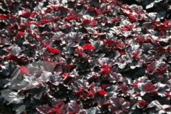 Heuchera 'Obsidian' (PBR) 9 Heuchera 'Obsidian' (PBR) -plant store pl2000008304 card5 lg