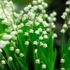 Convallaria Majalis -plant store pl2000009455