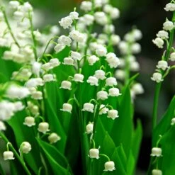 Convallaria Majalis