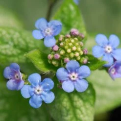 Brunnera Macrophylla 'Jack Frost' (PBR)