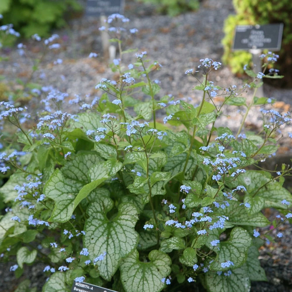 Brunnera Macrophylla 'Jack Frost' (PBR) 4 Brunnera Macrophylla 'Jack Frost' (PBR) - Image 2