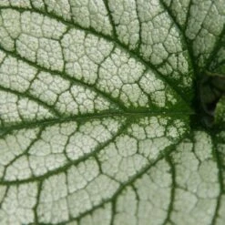 Brunnera Macrophylla 'Jack Frost' (PBR) 9 Brunnera Macrophylla 'Jack Frost' (PBR) -plant store pl2000009887 card3 lg