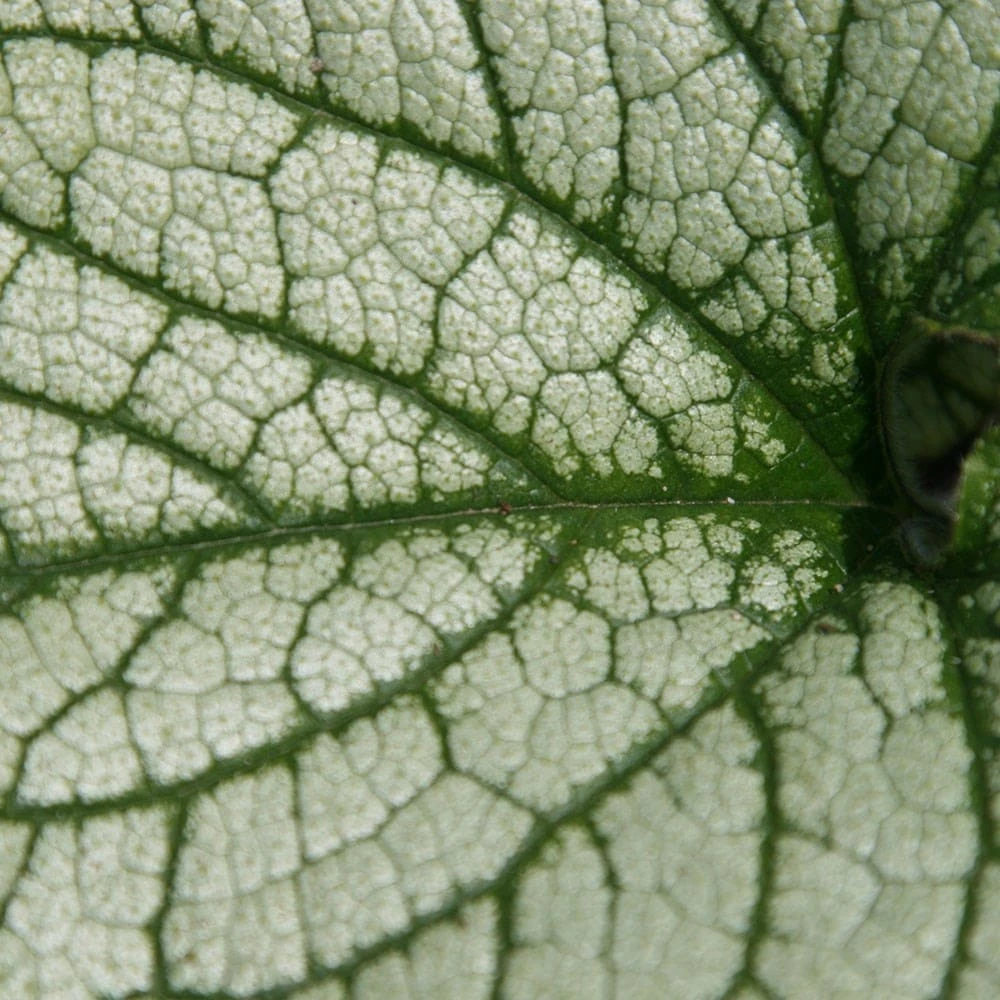 Brunnera Macrophylla 'Jack Frost' (PBR) 5 Brunnera Macrophylla 'Jack Frost' (PBR) - Image 3