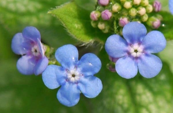 Brunnera Macrophylla 'Jack Frost' (PBR) 6 Brunnera Macrophylla 'Jack Frost' (PBR) - Image 4