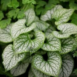 Brunnera Macrophylla 'Jack Frost' (PBR) 11 Brunnera Macrophylla 'Jack Frost' (PBR) -plant store pl2000009887 card5 lg