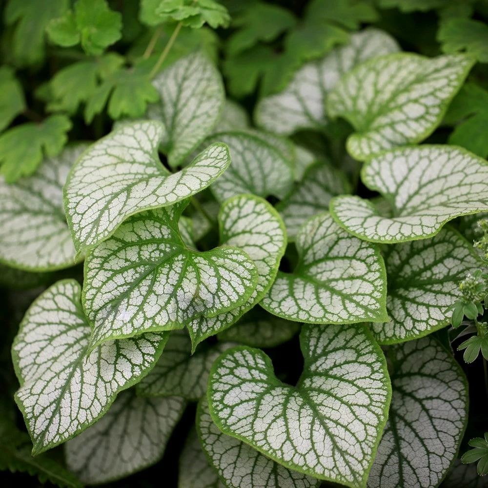 Brunnera Macrophylla 'Jack Frost' (PBR) 7 Brunnera Macrophylla 'Jack Frost' (PBR) - Image 5