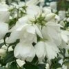 Philadelphus 'Snowbelle'