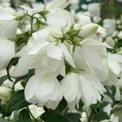 plant store 27 Philadelphus 'Snowbelle'