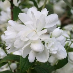 Philadelphus 'Snowbelle' 9 Philadelphus 'Snowbelle' -plant store pl2000009901 card3 lg