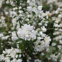 Philadelphus 'Snowbelle' 11 Philadelphus 'Snowbelle' -plant store pl2000009901 card5 lg