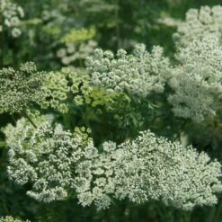 Featured Products -plant store pl2000009910 card2 lg