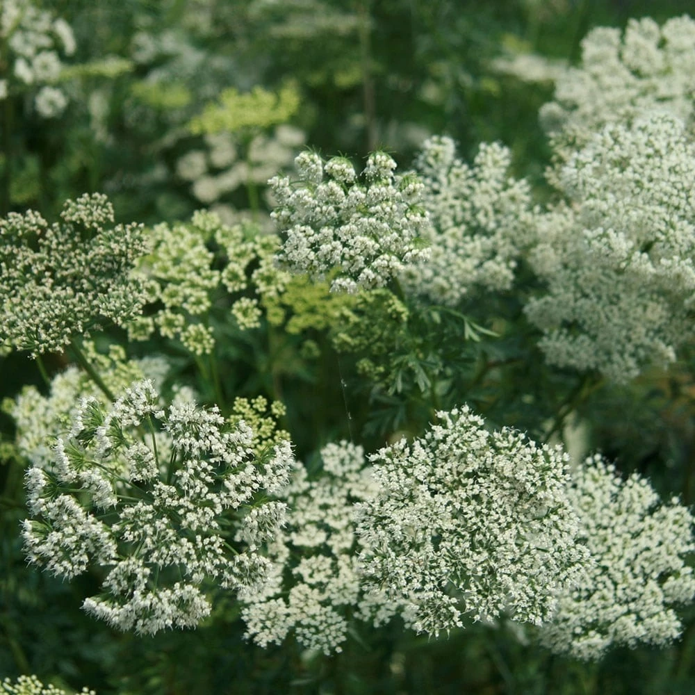 Cenolophium Denudatum 4 Cenolophium Denudatum - Image 2