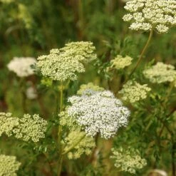 Cenolophium Denudatum 9 Cenolophium Denudatum -plant store pl2000009910 card3 lg