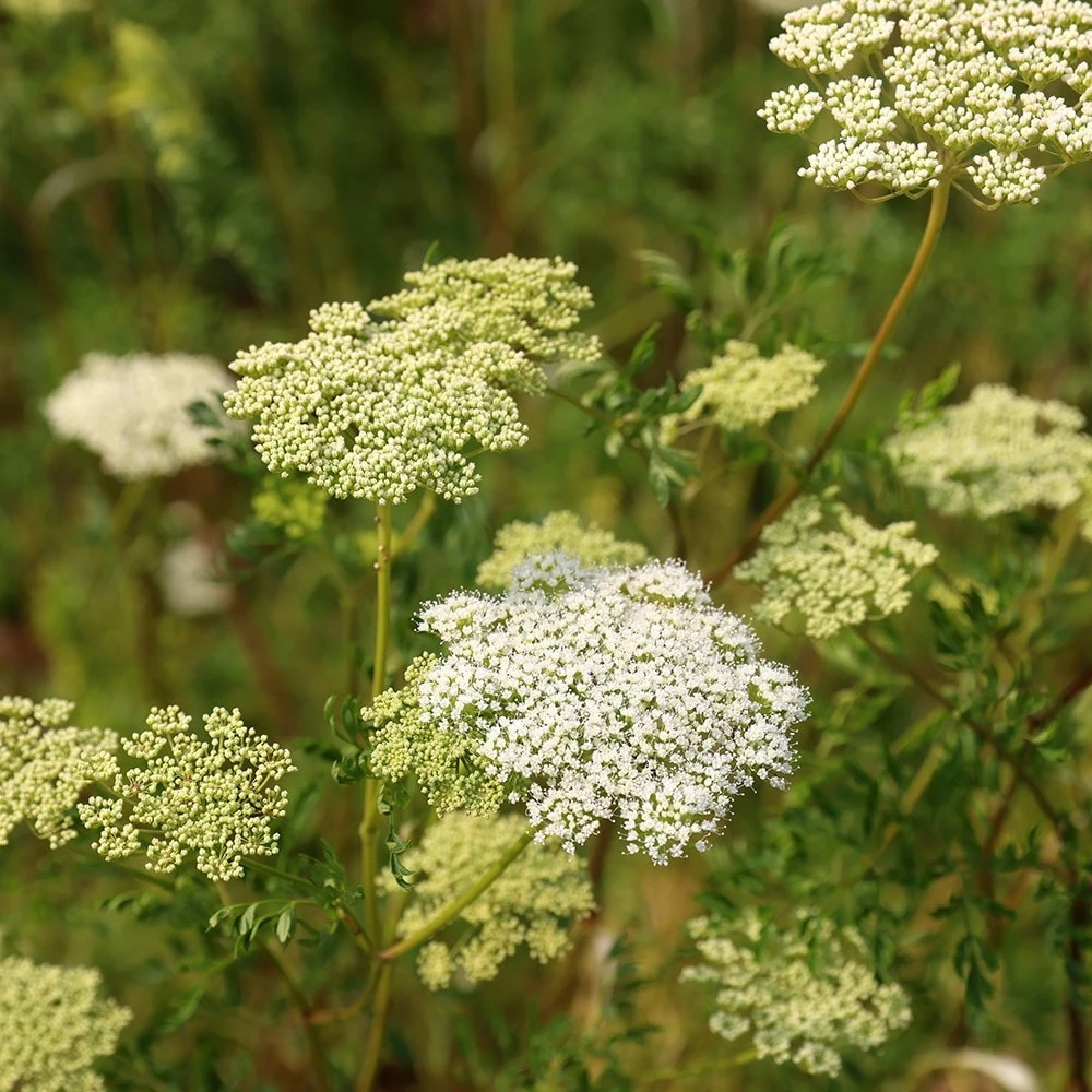 Cenolophium Denudatum 5 Cenolophium Denudatum - Image 3