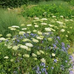 Cenolophium Denudatum 10 Cenolophium Denudatum -plant store pl2000009910 card4 lg