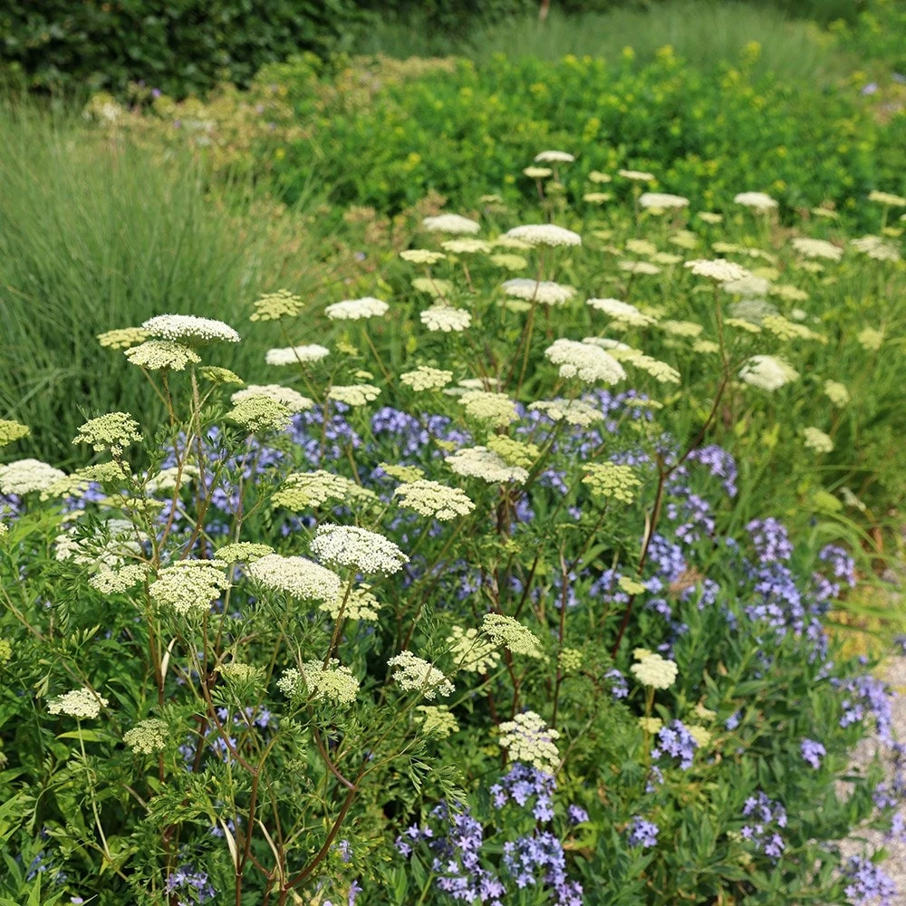 Cenolophium Denudatum 6 Cenolophium Denudatum - Image 4