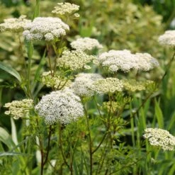 Cenolophium Denudatum 11 Cenolophium Denudatum -plant store pl2000009910 card5 lg