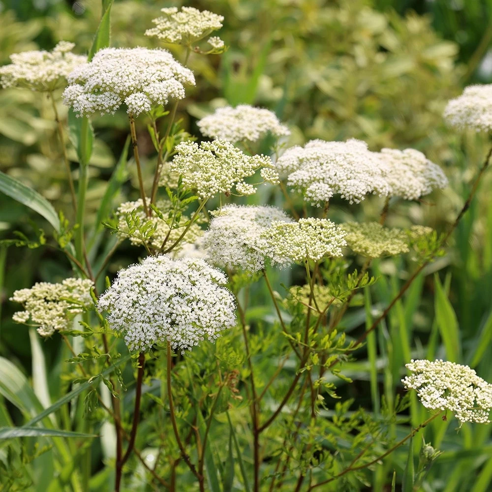 Cenolophium Denudatum 7 Cenolophium Denudatum - Image 5