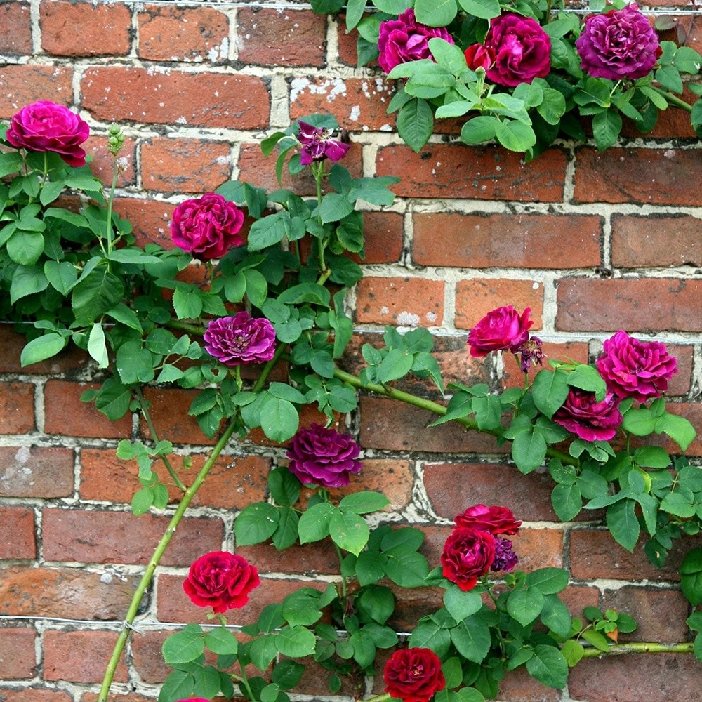 Rosa 'Souvenir Du Docteur Jamain' 3 Rosa 'Souvenir Du Docteur Jamain' - Image 2